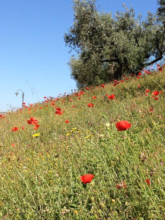 Il Poggio Delle Ginestre Torgiano Exterior foto