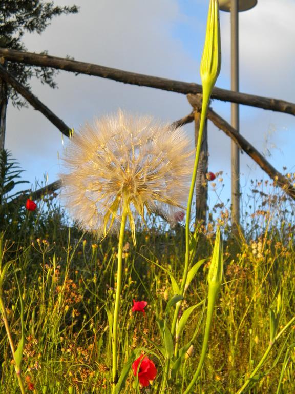 Il Poggio Delle Ginestre Torgiano Exterior foto