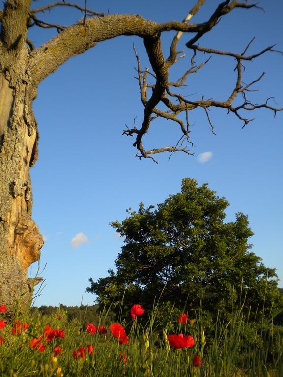 Il Poggio Delle Ginestre Torgiano Exterior foto